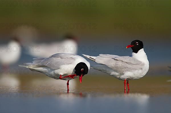 Mediterranean gull,