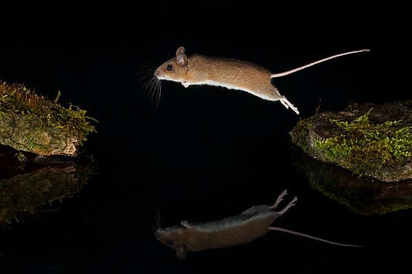 Yellow-necked mouse,