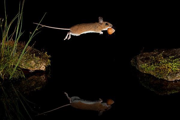 Yellow-necked mouse,