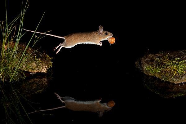 Yellow-necked mouse,