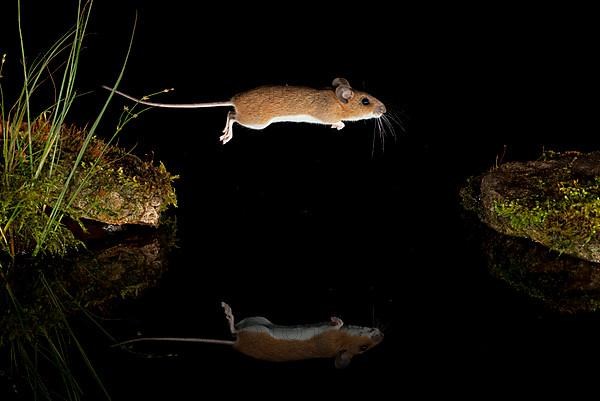 Yellow-necked mouse,