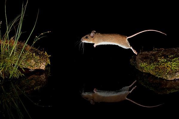 Yellow-necked mouse,