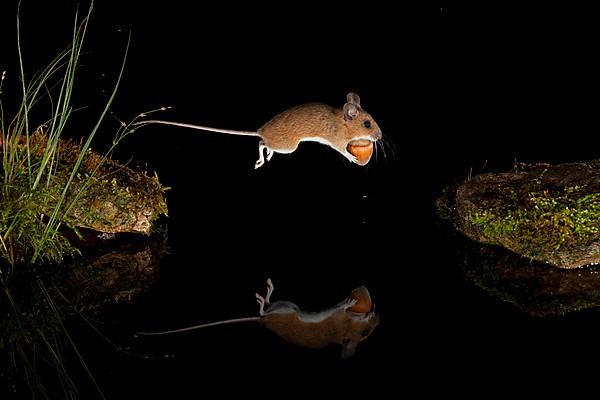 Yellow-necked mouse,