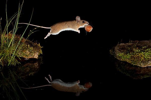 Yellow-necked mouse,