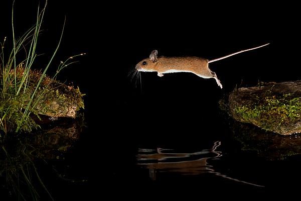 Yellow-necked mouse,