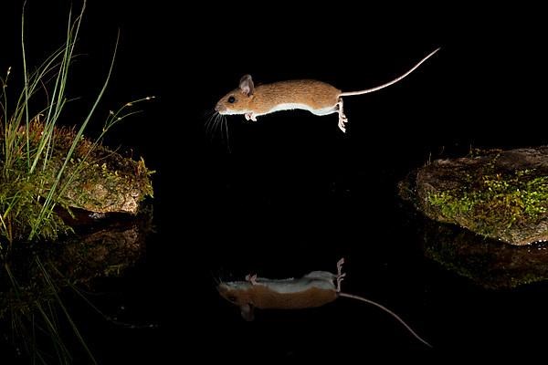 Yellow-necked mouse,