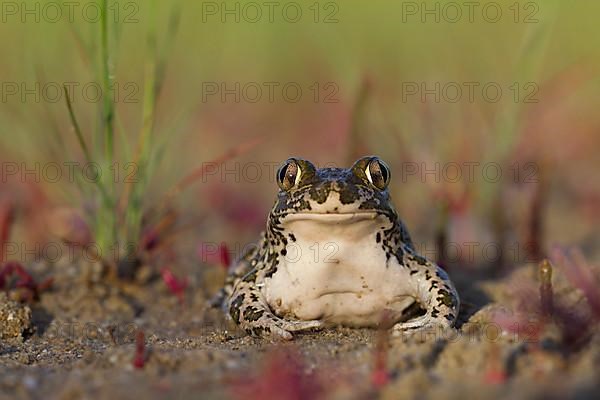 Syrian spadefoot,