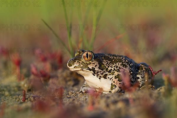 Syrian spadefoot,