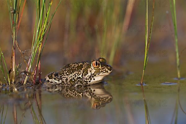 Syrian spadefoot,