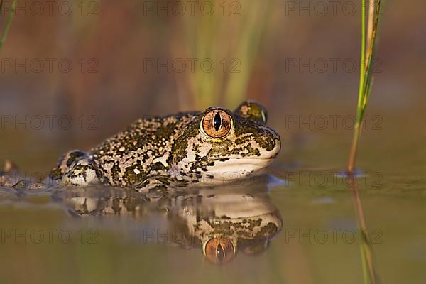 Syrian spadefoot,