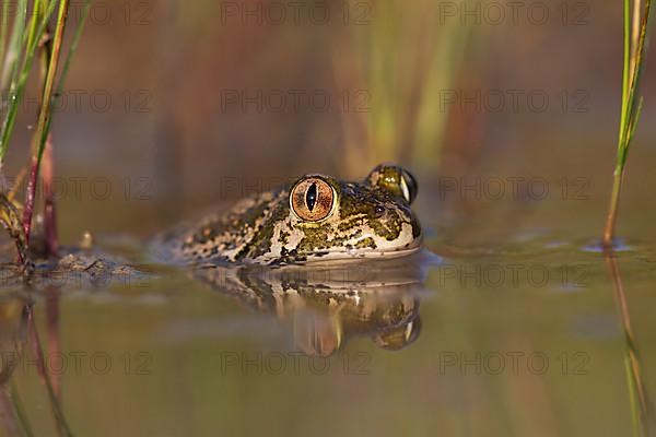 Syrian spadefoot,