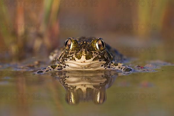 Syrian spadefoot,