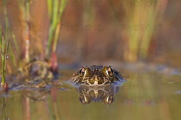 Syrian spadefoot,