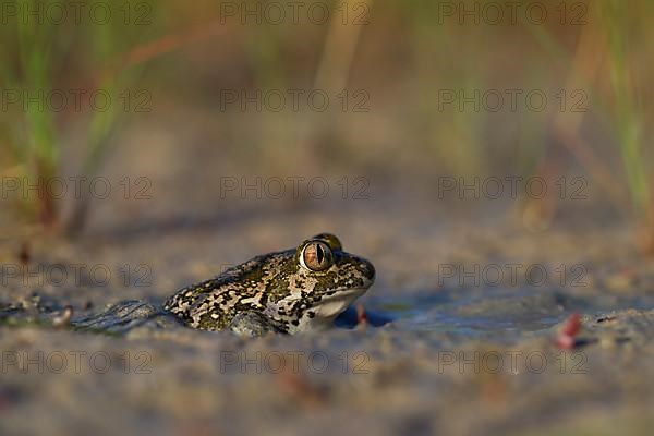 Syrian spadefoot,