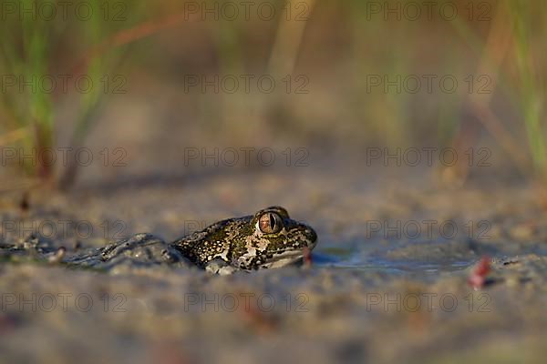 Syrian spadefoot,