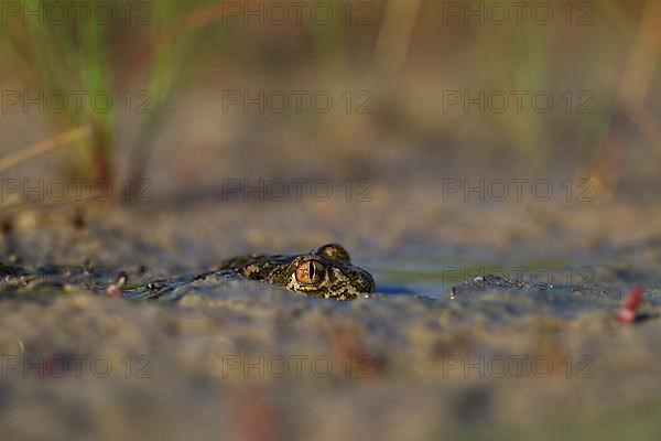 Syrian spadefoot,