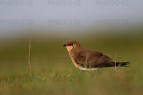 Collared pratincole,