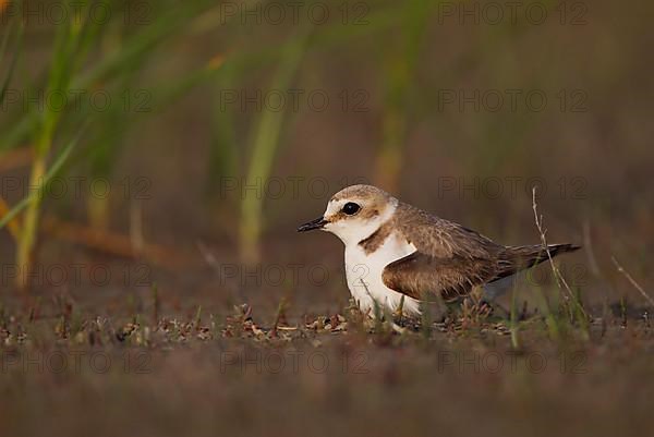 Kentish Kentish Plover,