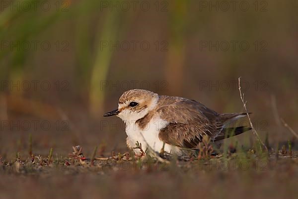 Kentish Kentish Plover,