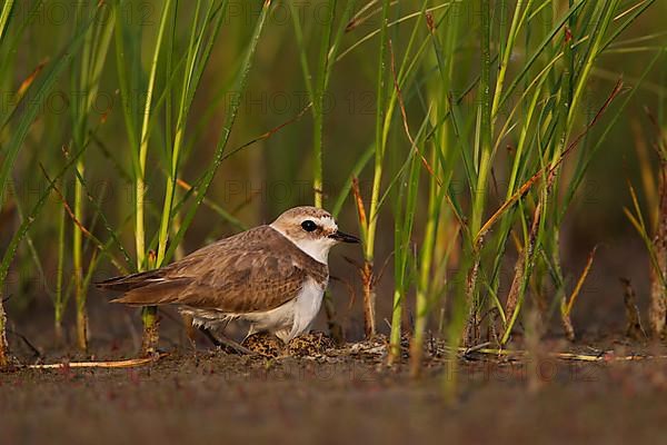 Kentish Kentish Plover,