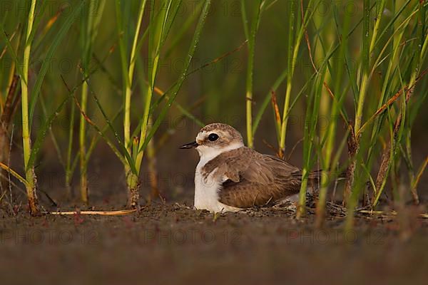 Kentish Kentish Plover,