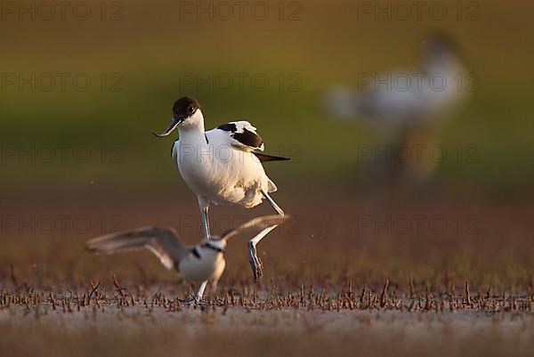 Black-capped avocet,