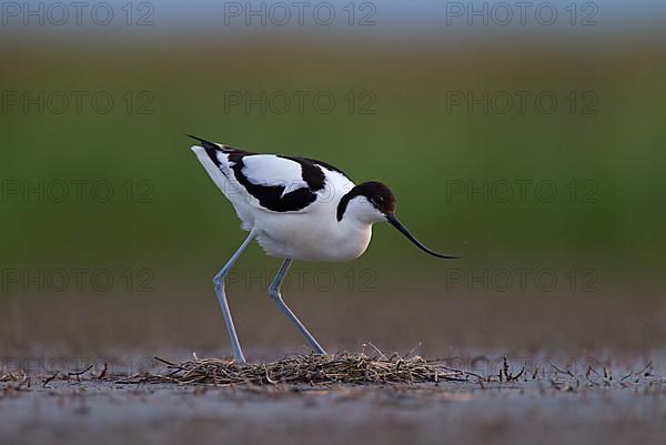 Black-capped avocet,