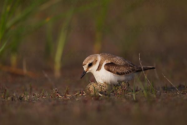 Kentish Kentish Plover,