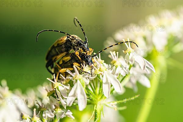 Spotted Longhorn,