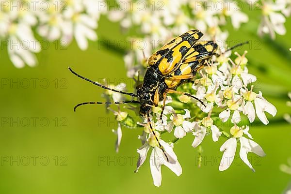 Spotted Longhorn,