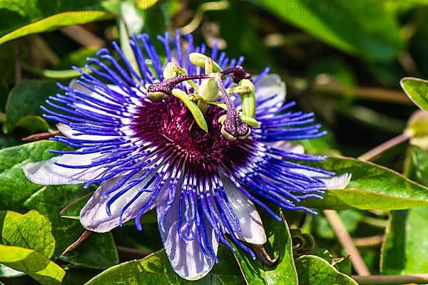 Violet Flower of Passion flowers, Passion vines