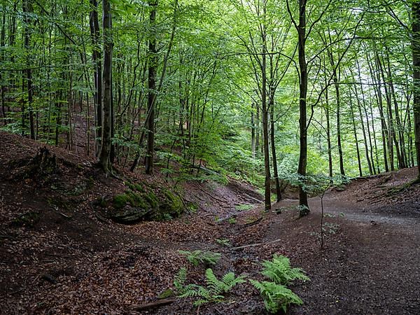 Drachenschlucht, a gorge near Eisenach in the Thuringian Forest in the nature reserve