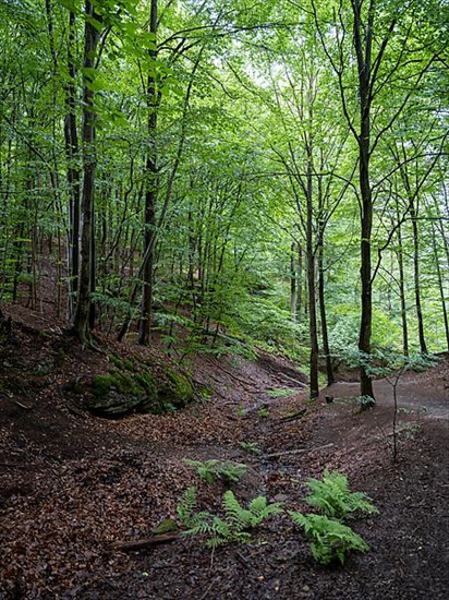 Drachenschlucht, a gorge near Eisenach in the Thuringian Forest in the nature reserve