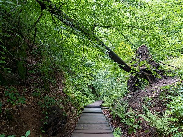 Drachenschlucht, a gorge near Eisenach in the Thuringian Forest in the nature reserve