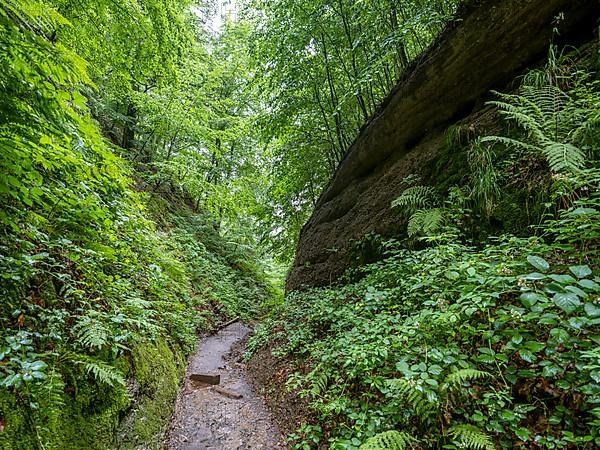 Drachenschlucht, a gorge near Eisenach in the Thuringian Forest in the nature reserve