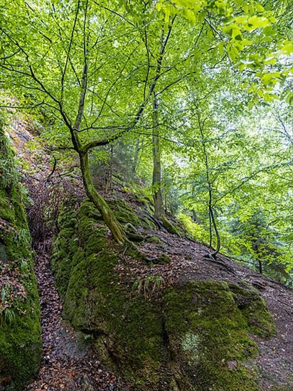 Drachenschlucht, a gorge near Eisenach in the Thuringian Forest in the nature reserve