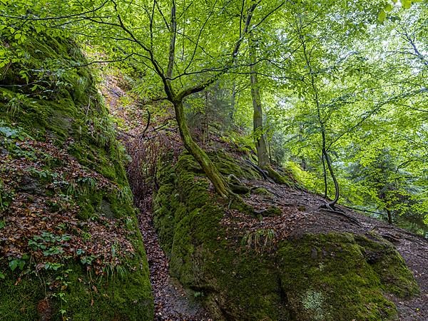 Drachenschlucht, a gorge near Eisenach in the Thuringian Forest in the nature reserve