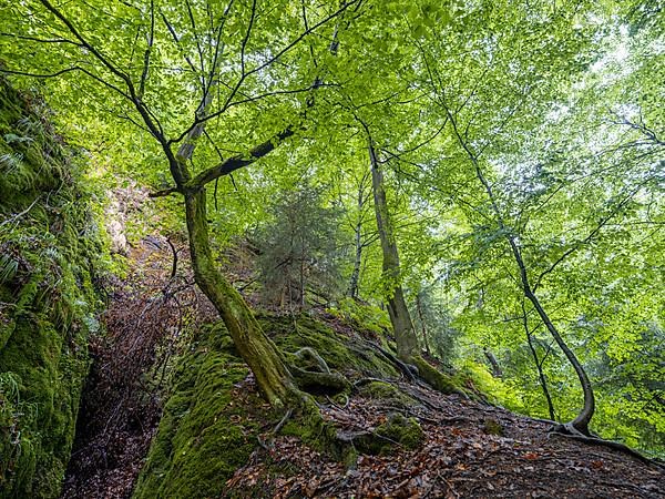 Drachenschlucht, a gorge near Eisenach in the Thuringian Forest in the nature reserve
