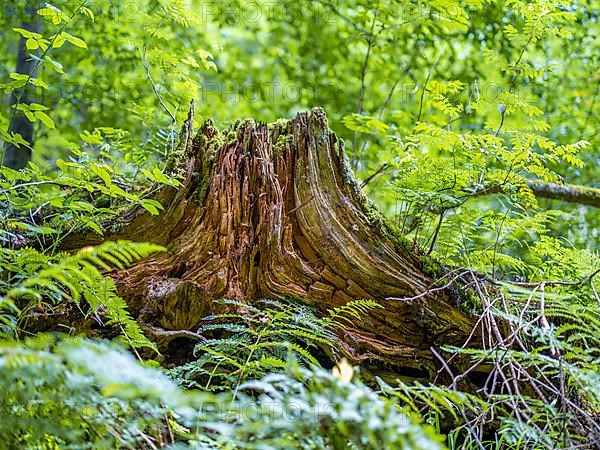 Tree stump in the Drachenschlucht, a gorge near Eisenach in the Thuringian Forest in the nature reserve "Forests with gorges between Wartburg and Hohe Sonne"