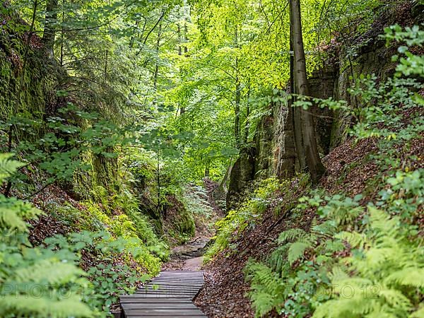 Drachenschlucht, a gorge near Eisenach in the Thuringian Forest in the nature reserve