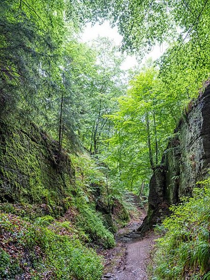 Drachenschlucht, a gorge near Eisenach in the Thuringian Forest in the nature reserve