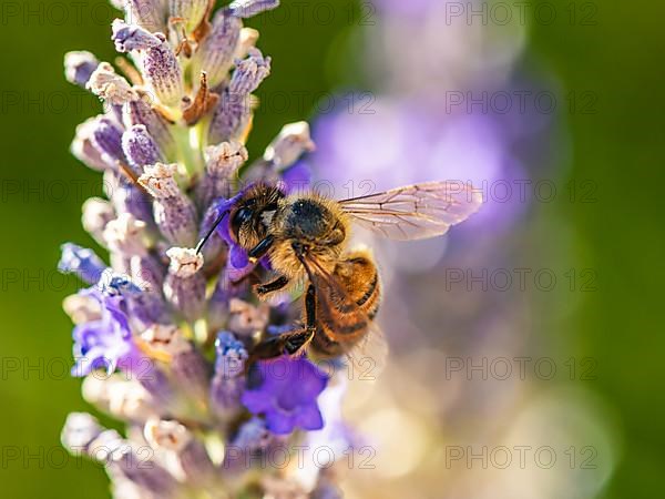 European Honey Bee,