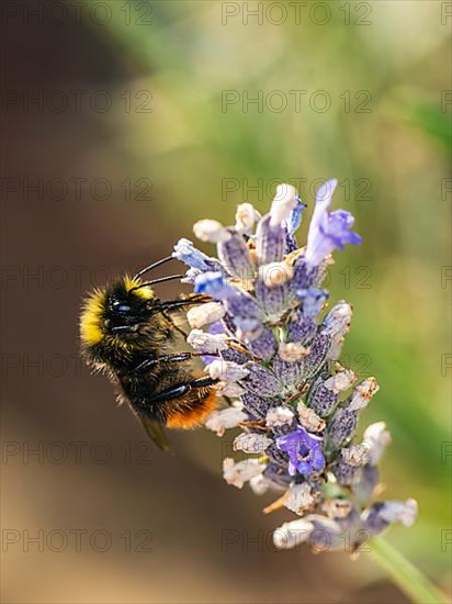Red-tailed Bumblebee, Bombus lapidariusÂ on lavender flowers