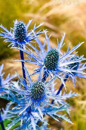 Blue Hobbit, Sea Holly