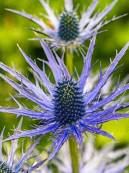 Blue Hobbit, Sea Holly