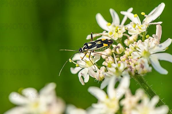 Mirid Bug, Grypocoris stysi on white flowers