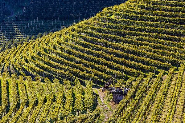 Vineyards below Lebenberg Castle, view from the Marlinger Waalweg