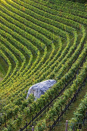 Boulders in the middle of vines, view from the Marlinger Waalweg