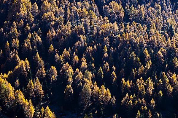 Treetops in autumnal colours in the evening sun, Merano 2000 skiing and hiking area