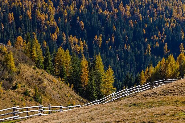 Alpine meadow with wooden fence, behind it tree tops in autumnal colours in the evening sun